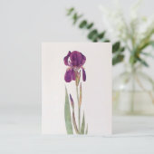 Iris Kochii von William Dykes Postkarte (Stehend Vorderseite)