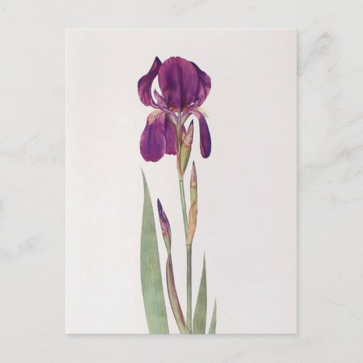 Iris Kochii von William Dykes Postkarte (Vorderseite)