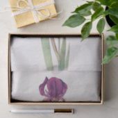 Iris Kochii von William Dykes Seidenpapier (Geschenk)