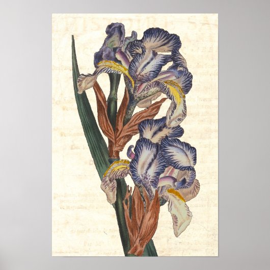 Iris Kurtis Botanische Illustration aus dem 19. Ja Poster (Vorne)