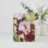 Iris "Latin Hideaway" [Postcard] Postkarte (Stehend Vorderseite)