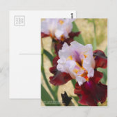 Iris "Latin Hideaway" [Postcard] Postkarte (Vorne/Hinten)