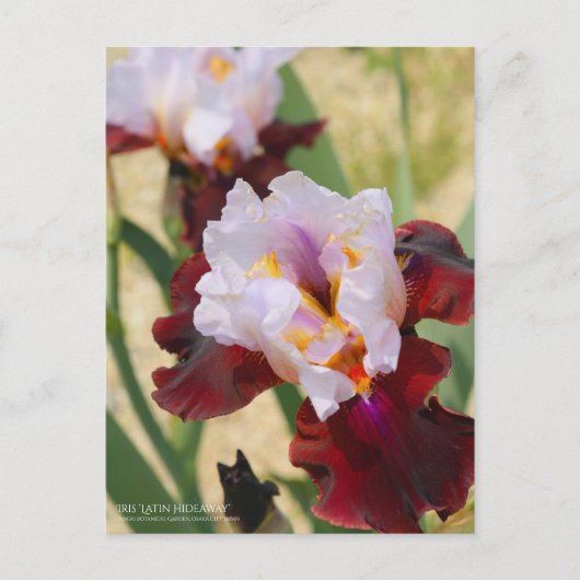Iris "Latin Hideaway" [Postcard] Postkarte (Vorderseite)