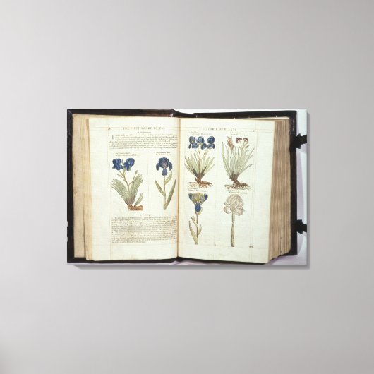 Iris Leinwanddruck (Vorderseite)