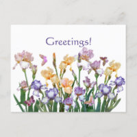 Iris Lila Butterfly Pink