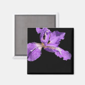 Iris Lila Magnet (Vorderseite/Rückseite)