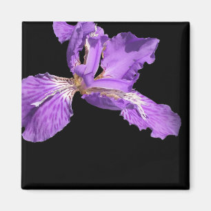 Iris Lila Magnet