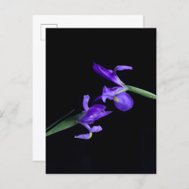Iris Lovers Postcard Postkarte