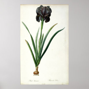 Iris Luxiana, von "Les Liliacees", 1805 Poster