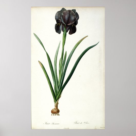 Iris Luxiana, von `Les Liliacees', 1805 Poster (Vorne)