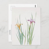 Iris Macrosiphon von William Dykes Postkarte (Vorne/Hinten)