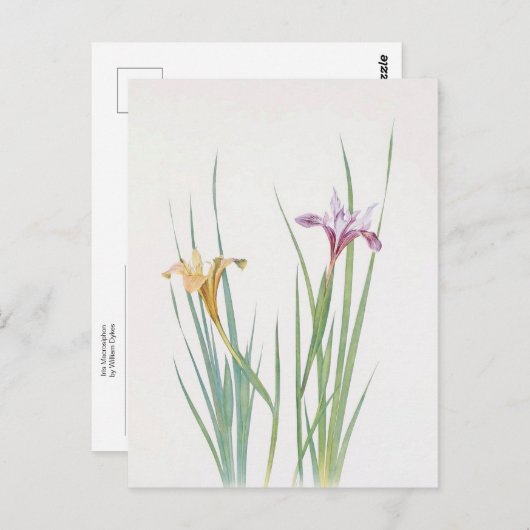 Iris Macrosiphon von William Dykes Postkarte (Vorne/Hinten)