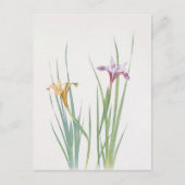 Iris Macrosiphon von William Dykes Postkarte (Vorderseite)