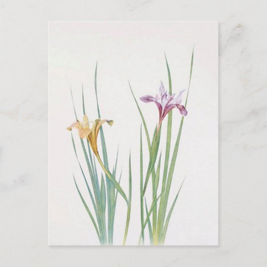 Iris Macrosiphon von William Dykes Postkarte (Vorderseite)