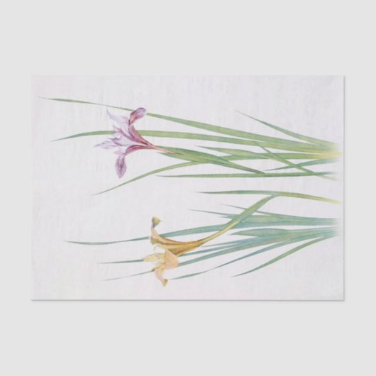 Iris Macrosiphon von William Dykes Seidenpapier (Vorderseite)