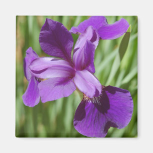Iris Magnet