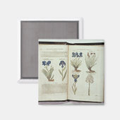 Iris Magnet (Vorderseite/Rückseite)