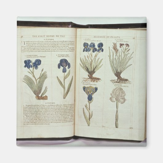 Iris Magnet (Vorne)