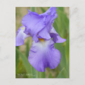 Iris "Mary Frances" [Postkarte] Postkarte (Vorderseite)