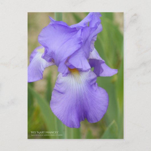 Iris "Mary Frances" [Postkarte] Postkarte (Vorderseite)