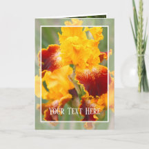 Iris "Michigan Pride"[Grußkarte] ド