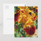 Iris ‘Michigan Pride’ [Postcard] ポストカード Postkarte (Vorne/Hinten)