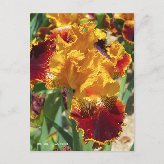 Iris ‘Michigan Pride’ [Postcard] ポストカード Postkarte (Vorderseite)