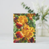 Iris "Michigan Pride" Postkarte] ポ ス ト  ド Postkarte (Stehend Vorderseite)