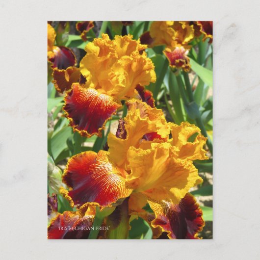 Iris "Michigan Pride" Postkarte] ポ ス ト  ド Postkarte (Vorderseite)