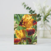 Iris "Michigan Pride" Postkarte] ポ ス ト  ド Postkarte (Stehend Vorderseite)