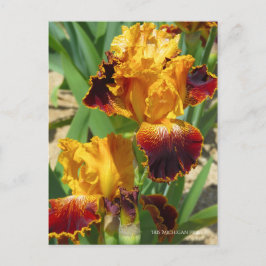 Iris "Michigan Pride" Postkarte] ポ ス ト  ド Postkarte