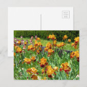 Iris "Michigan Pride" Postkarte] ポ ス ト  ド Postkarte (Vorne/Hinten)