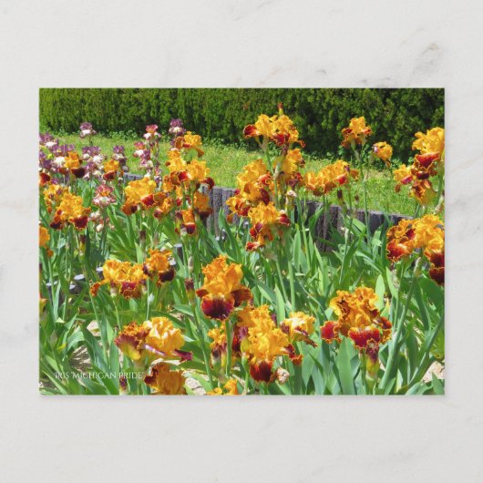Iris "Michigan Pride" Postkarte] ポ ス ト  ド Postkarte (Vorderseite)