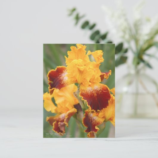 Iris "Michigan Pride":Postkarte Postkarte (Stehend Vorderseite)