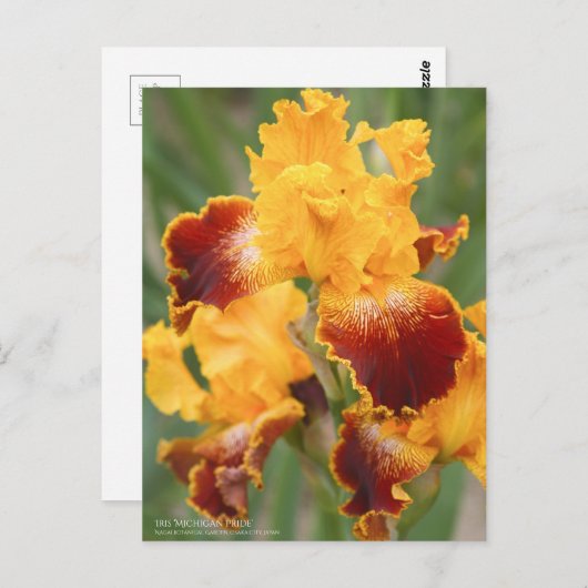 Iris "Michigan Pride":Postkarte Postkarte (Vorne/Hinten)