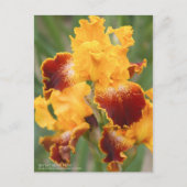 Iris "Michigan Pride":Postkarte Postkarte (Vorderseite)