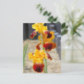 Iris "Michigan Pride":Postkarte Postkarte (Stehend Vorderseite)
