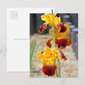 Iris "Michigan Pride":Postkarte Postkarte (Vorne/Hinten)
