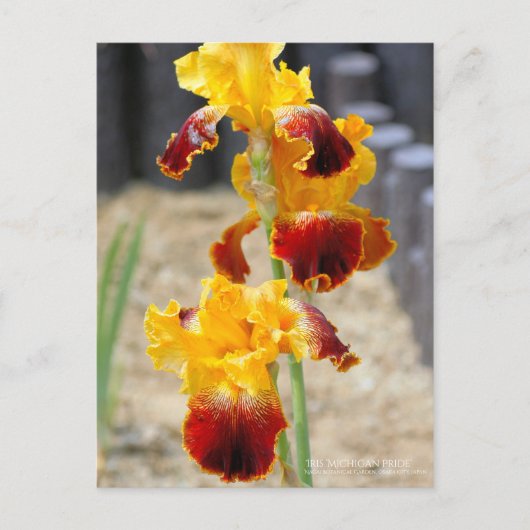 Iris "Michigan Pride":Postkarte Postkarte (Vorderseite)