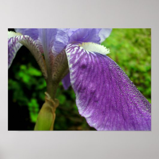 Iris mit Taube Poster (Vorne)