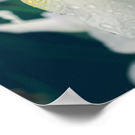 Iris mit Wassertröpfchen Poster (Ecke)