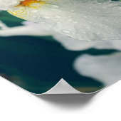 Iris mit Wassertröpfchen Poster (Ecke)