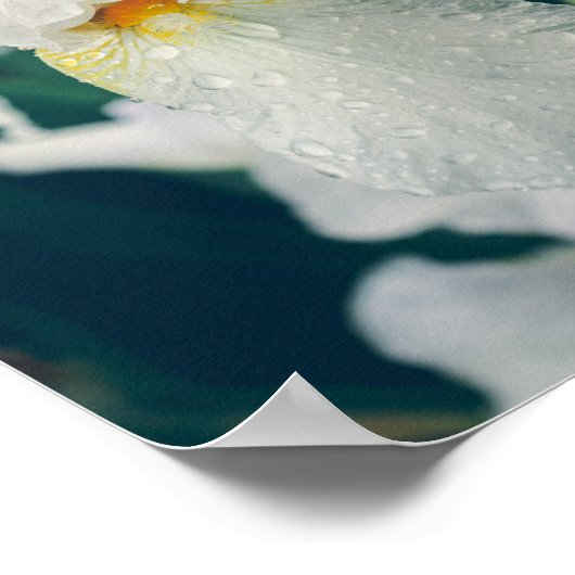Iris mit Wassertröpfchen Poster (Ecke)