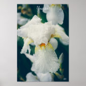 Iris mit Wassertröpfchen Poster (Vorne)