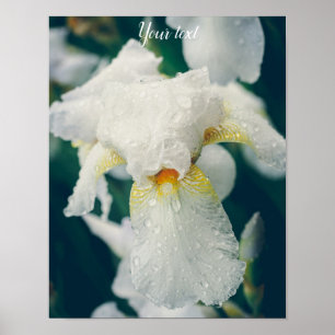 Iris mit Wassertröpfchen Poster