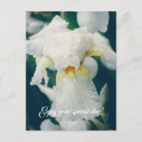 Iris mit Wassertröpfchen