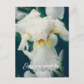 Iris mit Wassertröpfchen Postkarte (Vorderseite)