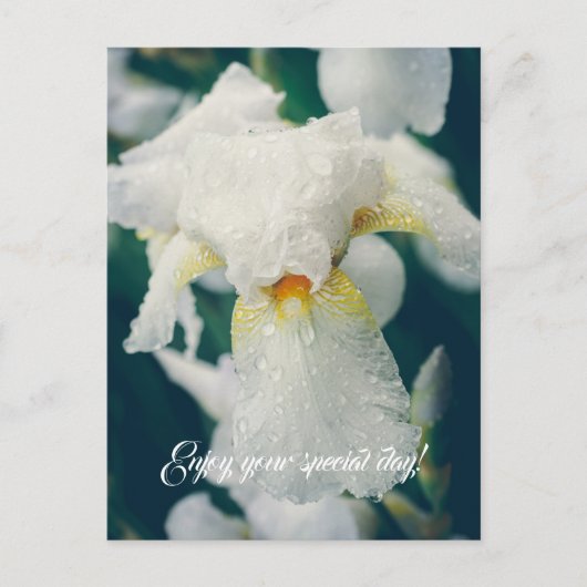 Iris mit Wassertröpfchen Postkarte (Vorderseite)