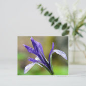 Iris nach dem Regen Postkarte (Stehend Vorderseite)