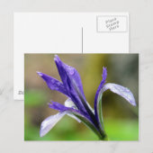 Iris nach dem Regen Postkarte (Vorne/Hinten)